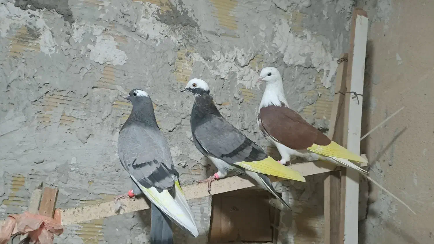 کبوتر پرشی|پرنده|رشت, کوی فکوری|دیوار