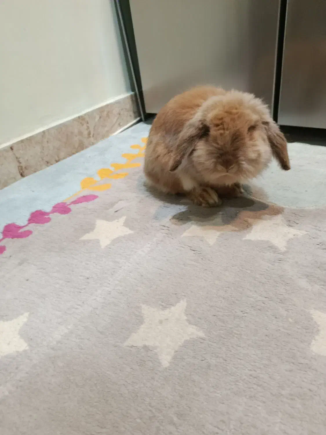 خرگوش لوپ|موش و خرگوش|اهواز, فاز ۱ پادادشهر|دیوار