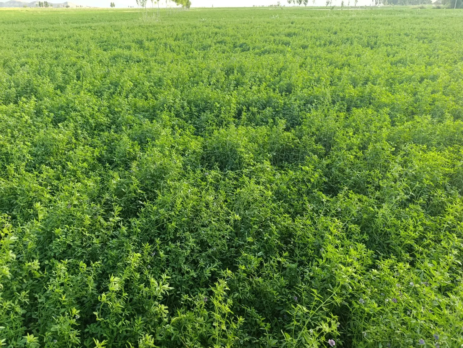 یونجه|عمدهفروشی|اصلاندوز, |دیوار