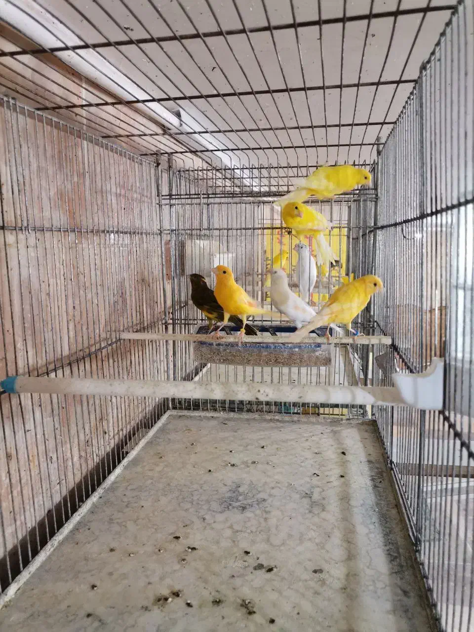 قناری های سالن|پرنده|قیدار, |دیوار