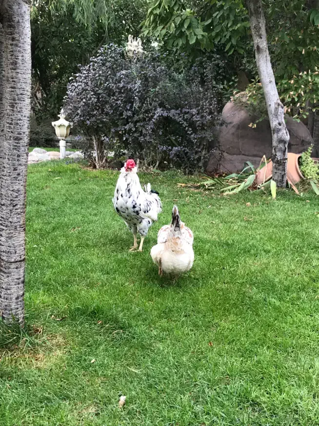 خروس کلین اصل|حیوانات مزرعه|هشتگرد, کوی بهروز|دیوار