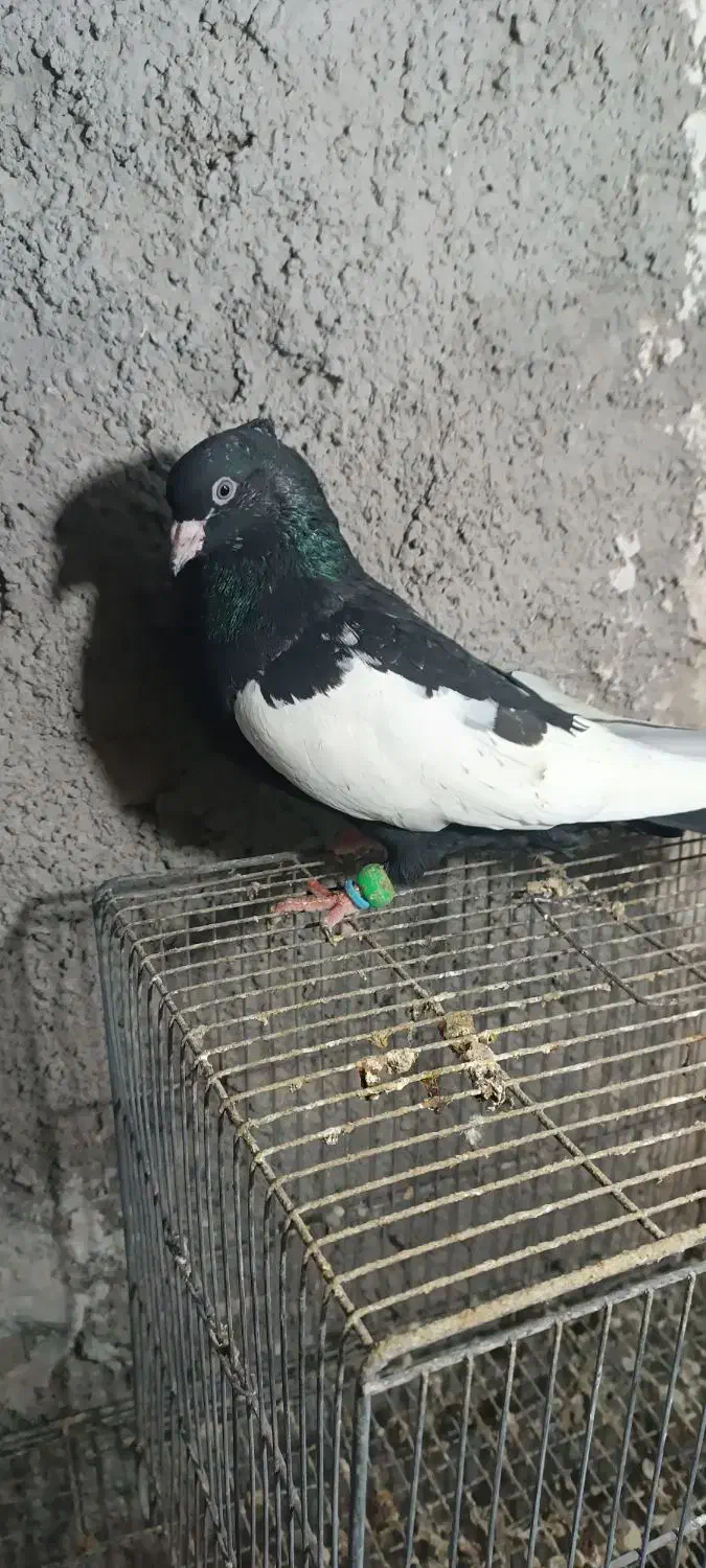 سینه سیاه نر|پرنده|مشهد, امیریه|دیوار