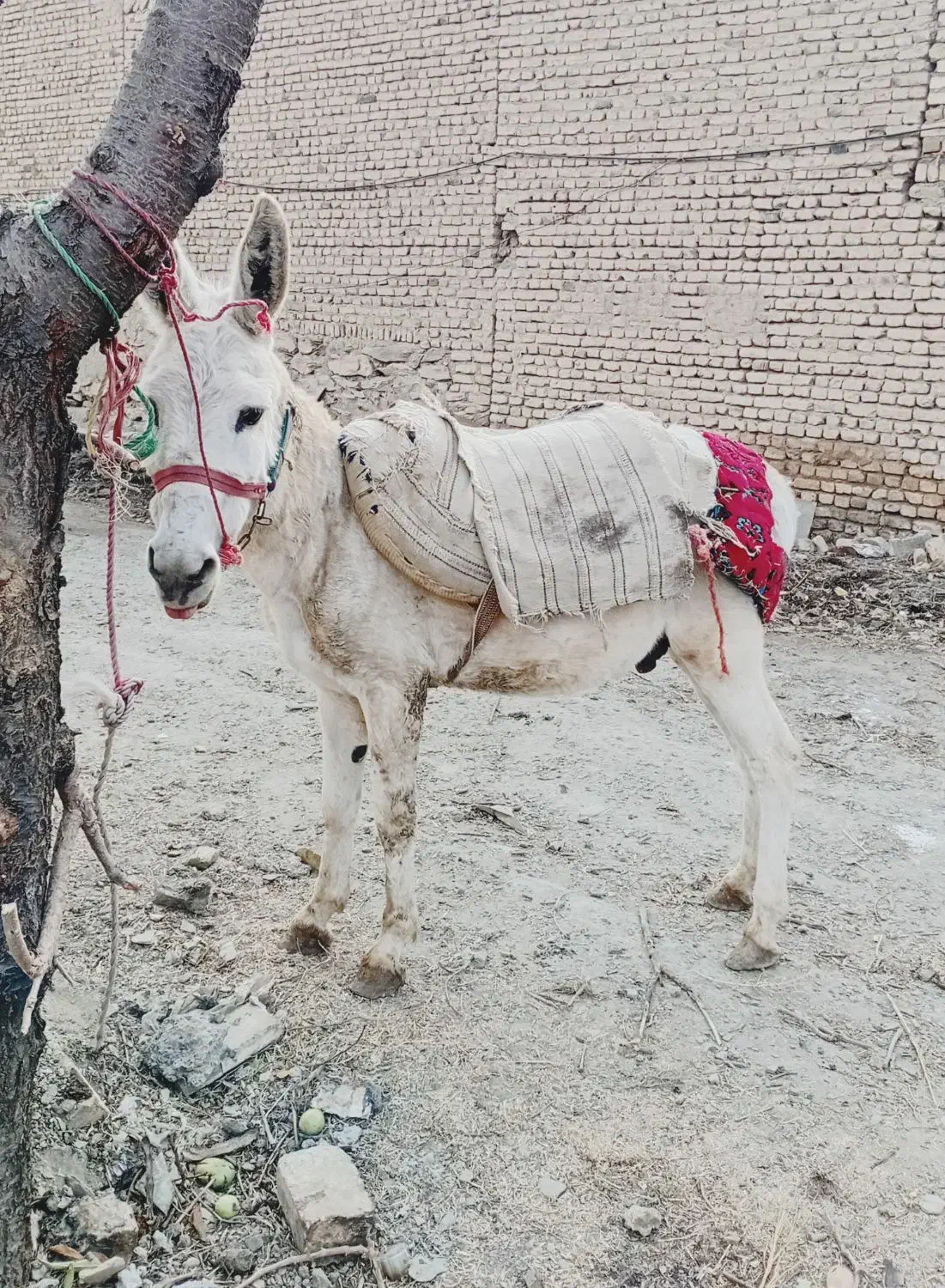 الاغ نر|حیوانات مزرعه|همدان, |دیوار