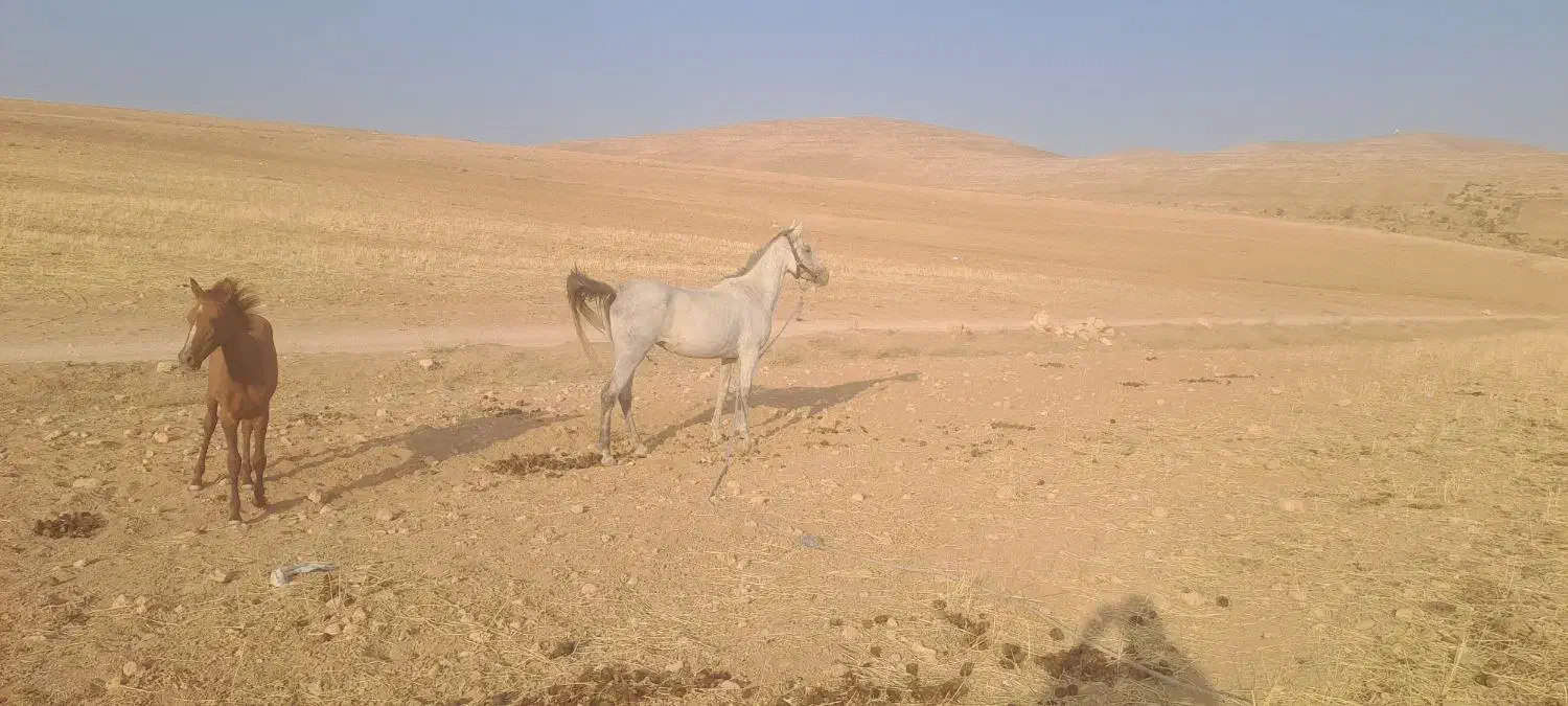 اسب مادیان|اسب و تجهیزات اسب‌سواری|کمیجان, |دیوار