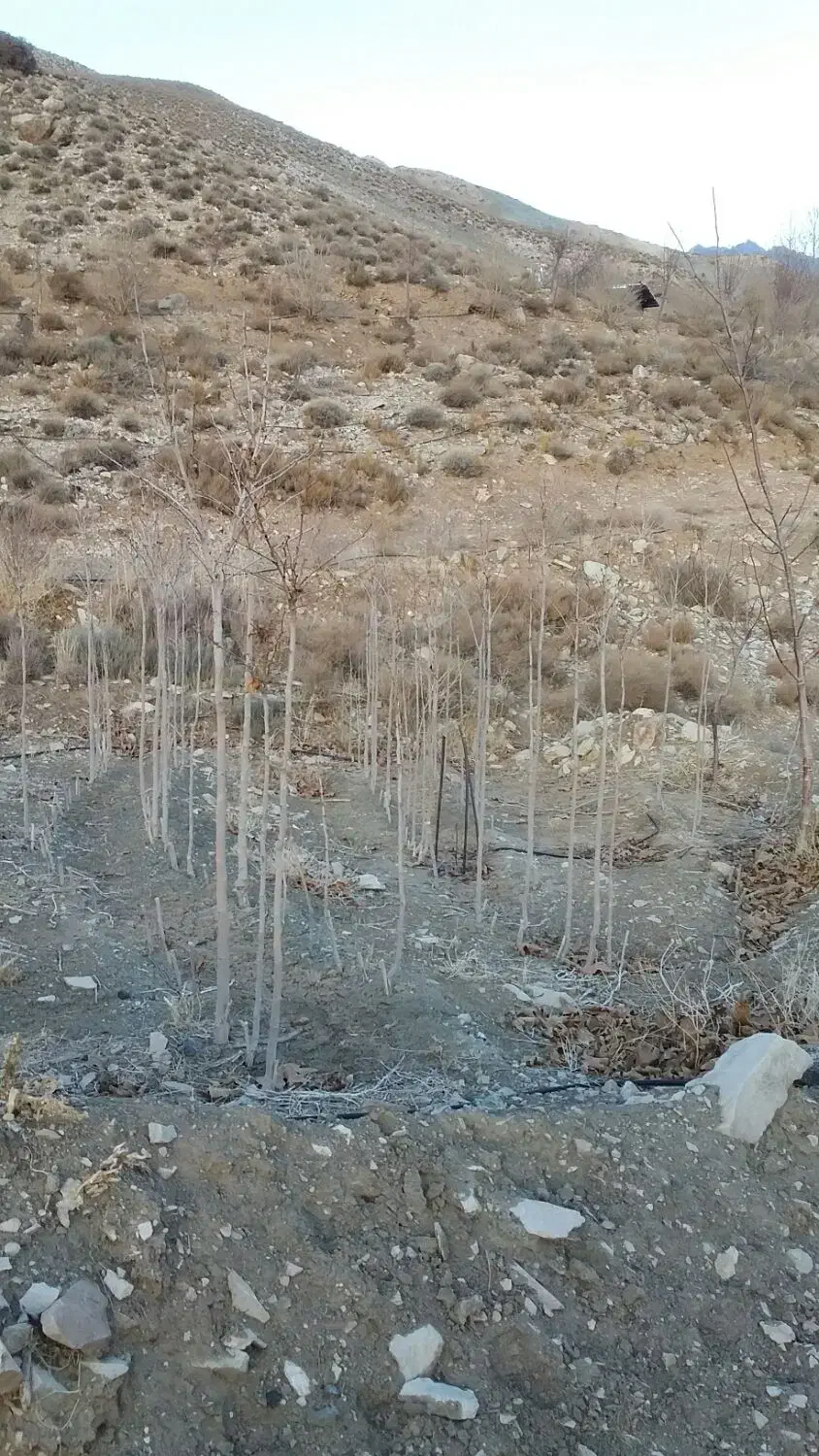 نهال چنار|خدمات باغبانی و درختکاری|باشتین, |دیوار