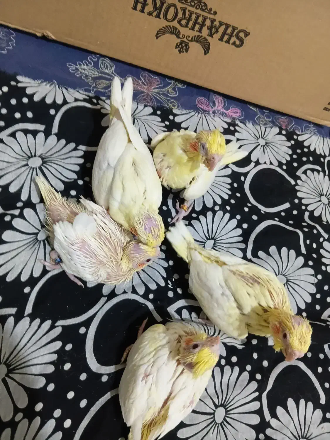 پنج تا جوجه عروس لوتینو|پرنده|قم, نخودی|دیوار