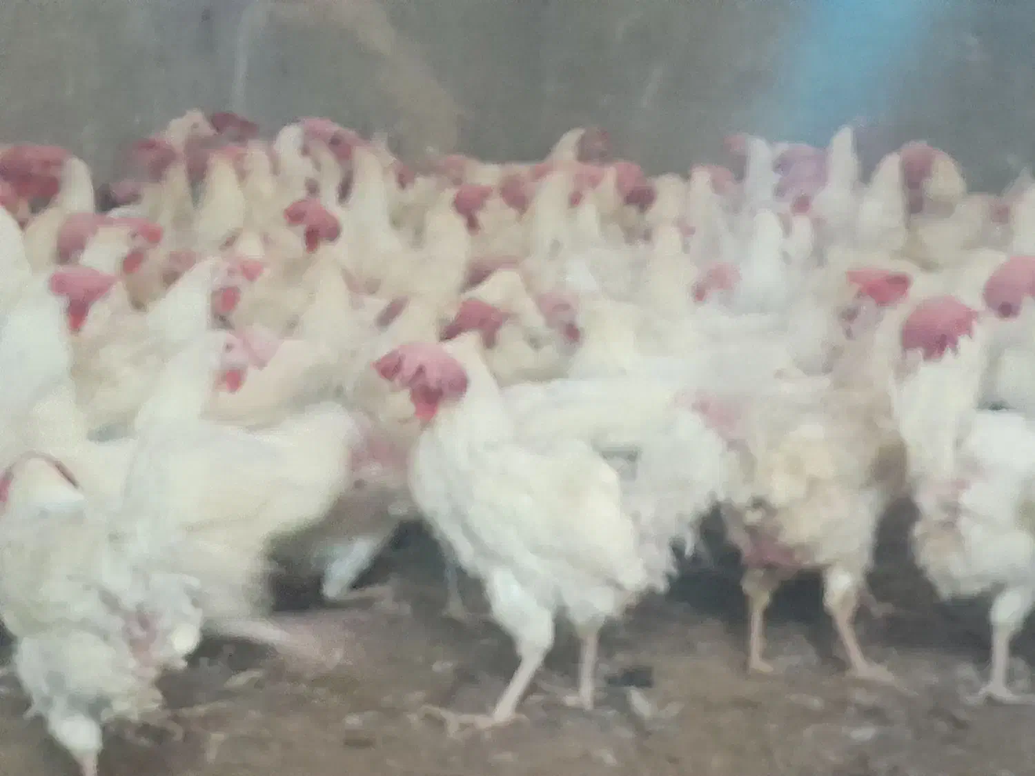 مرغ سفید تخم گزار و مخصوص قربانی|حیوانات مزرعه|قوچان, |دیوار