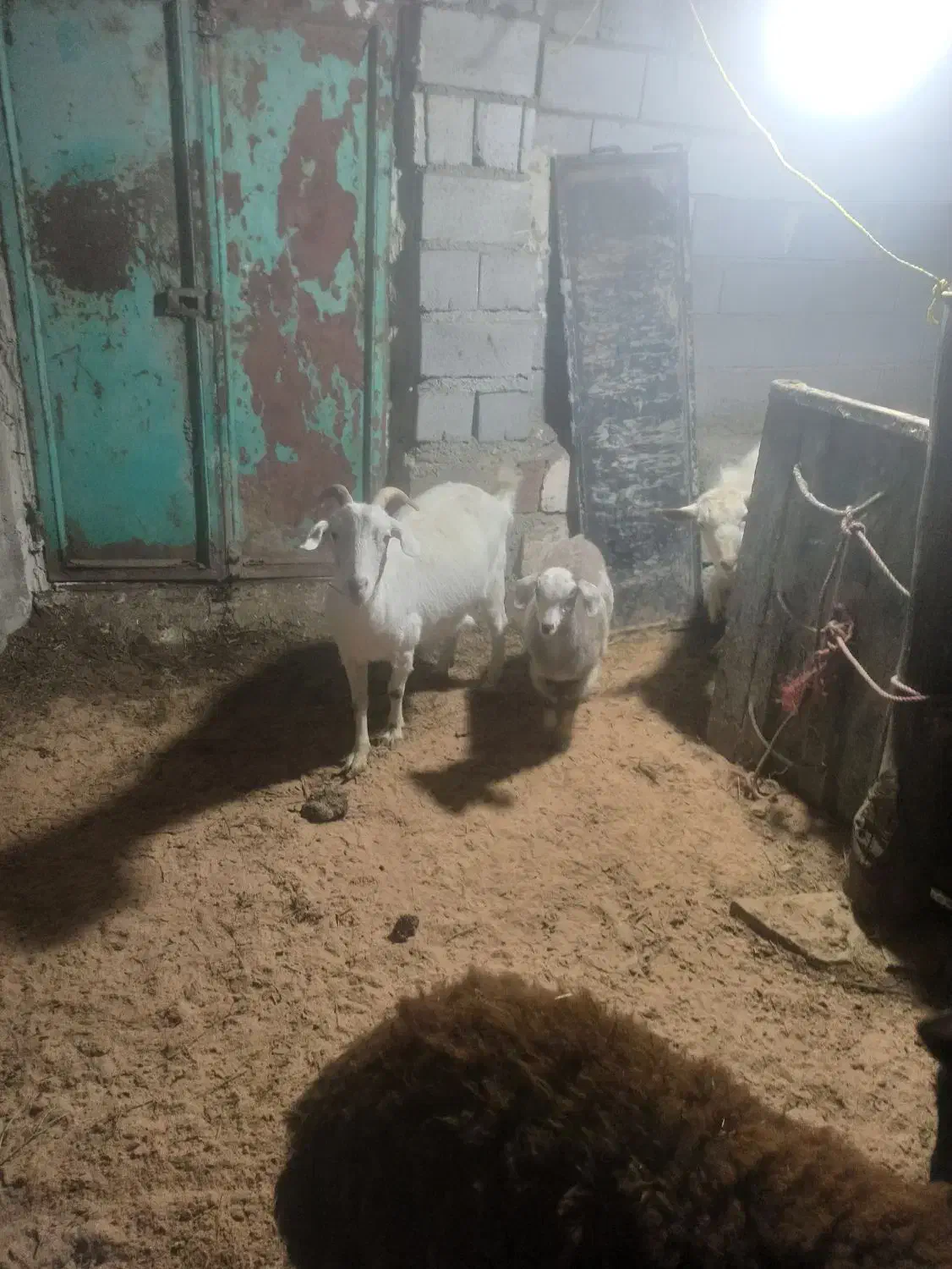 بزسانن|حیوانات مزرعه|ارومیه, |دیوار