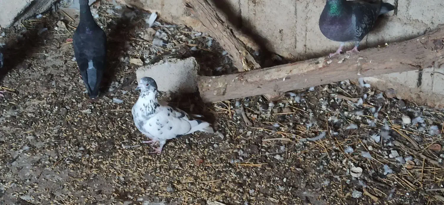 معاوضه|پرنده|بندر گناوه, |دیوار