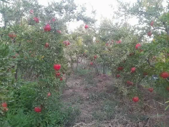 باغ انار|فروش زمین و ملک کلنگی|سلفچگان, |دیوار