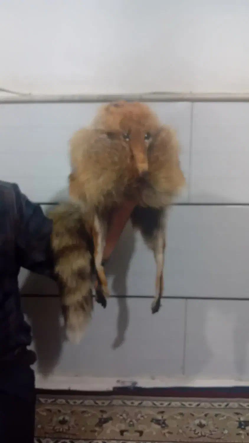 کلاه|لباس|ساوه, |دیوار