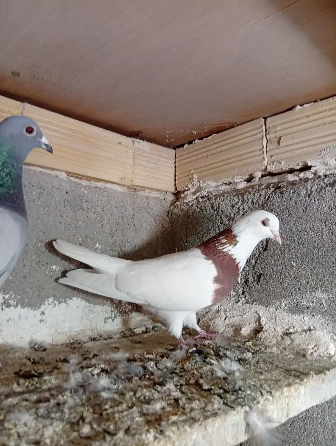 پرنده|پرنده|اردبیل, |دیوار