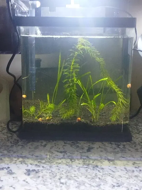 آکواریوم گیاه طبیعی|ماهی|سیرجان, |دیوار