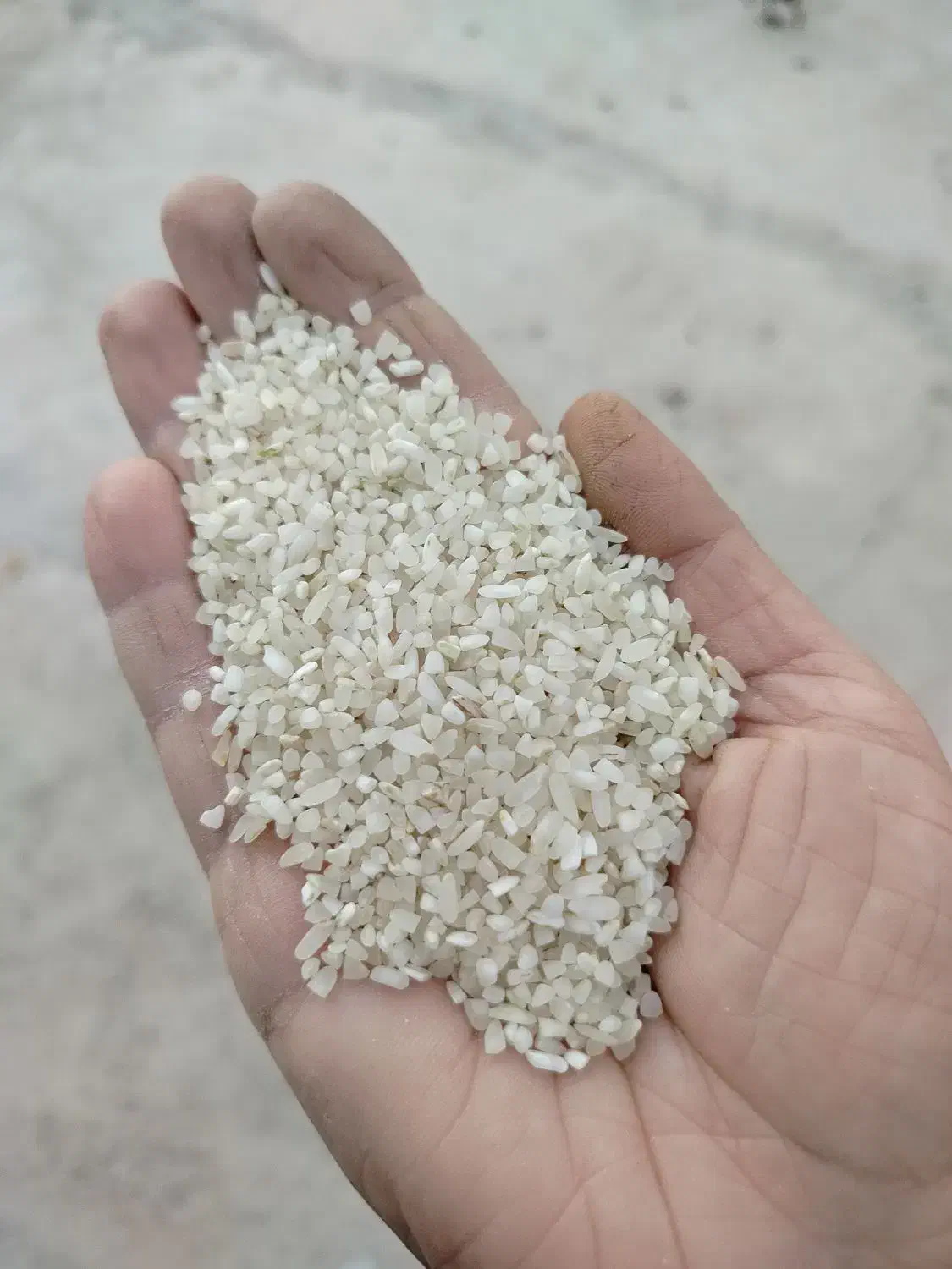 برنج کامفیروزی چمپا اصل و نیم دانه به شرط پخت|خوردنی و آشامیدنی|شیراز, آبیاری|دیوار