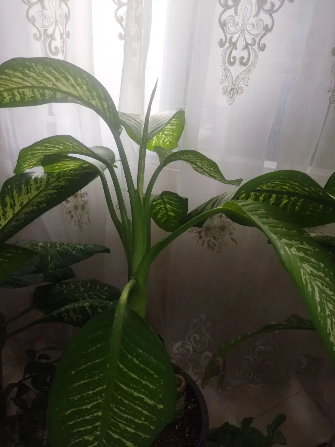 گل آپارتمانی دیفن باخیا|گل و گیاه طبیعی|ورامین, جعفر آباد اخوان|دیوار