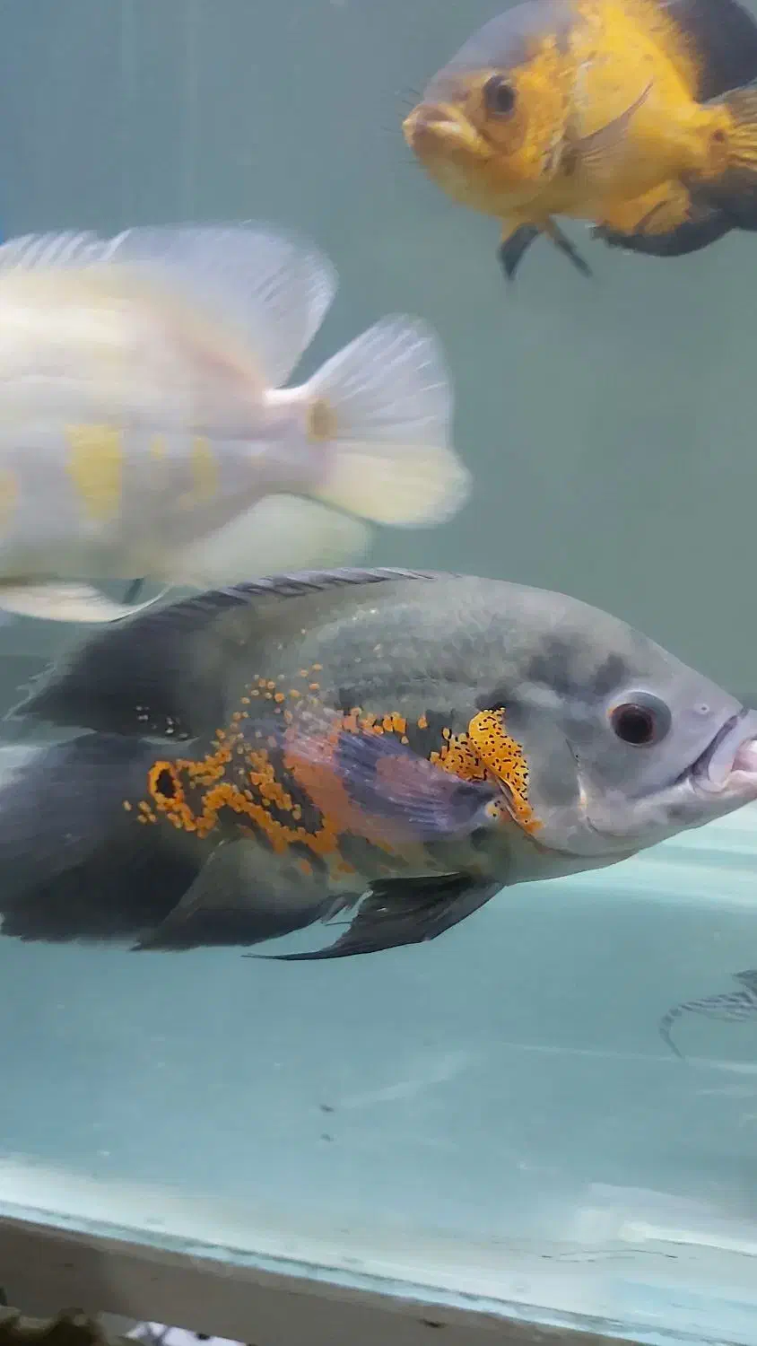 ماهی اسکار|ماهی|قم, علی آباد|دیوار