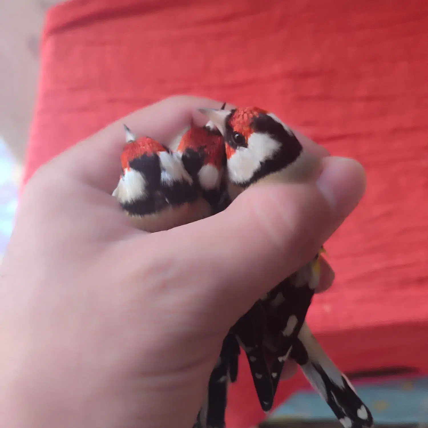 سهره نر درجه یک|پرنده|پارسآباد, |دیوار