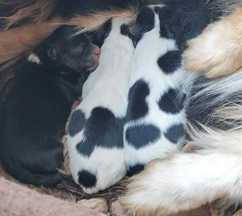 واگذاری|سگ|شیراز, ملاصدرا|دیوار