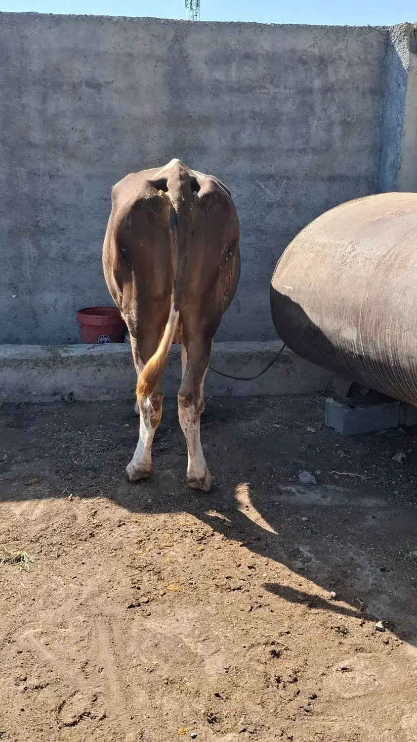 گاو سمینتال ابستن|حیوانات مزرعه|رامیان, |دیوار