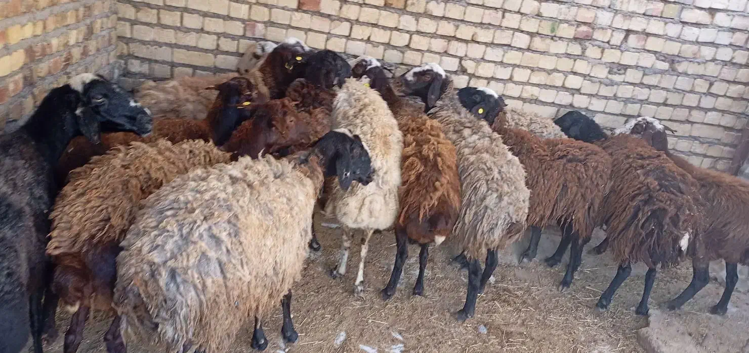 ۵۵راس گوسفند.بره.15.کیلونژاددار|حیوانات مزرعه|قزوین, |دیوار