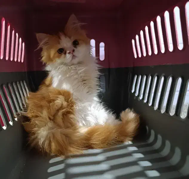 گربه|گربه|بیرجند, |دیوار