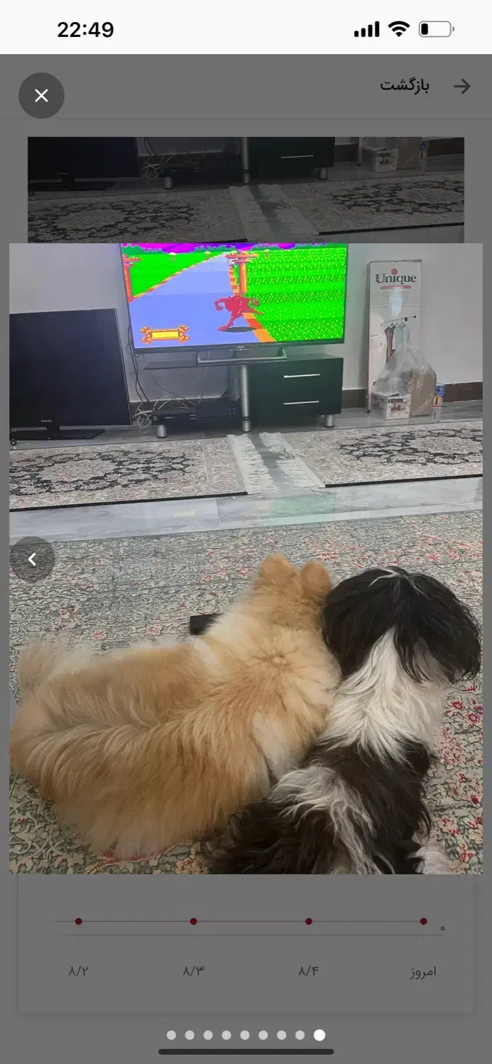 سگ اپارتمانی|سگ|تهران, علم و صنعت|دیوار
