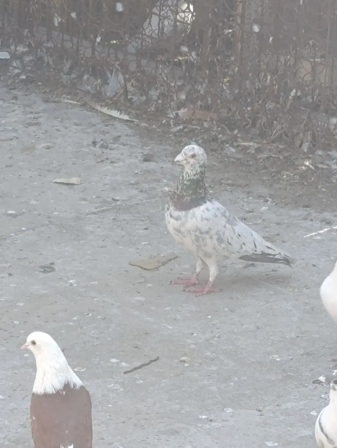 جفت کوهی|حیوانات|اهواز, منبع اب|دیوار