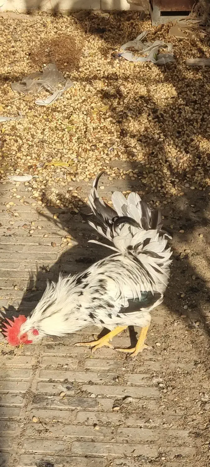 خروس گلین|حیوانات مزرعه|اردکان, |دیوار