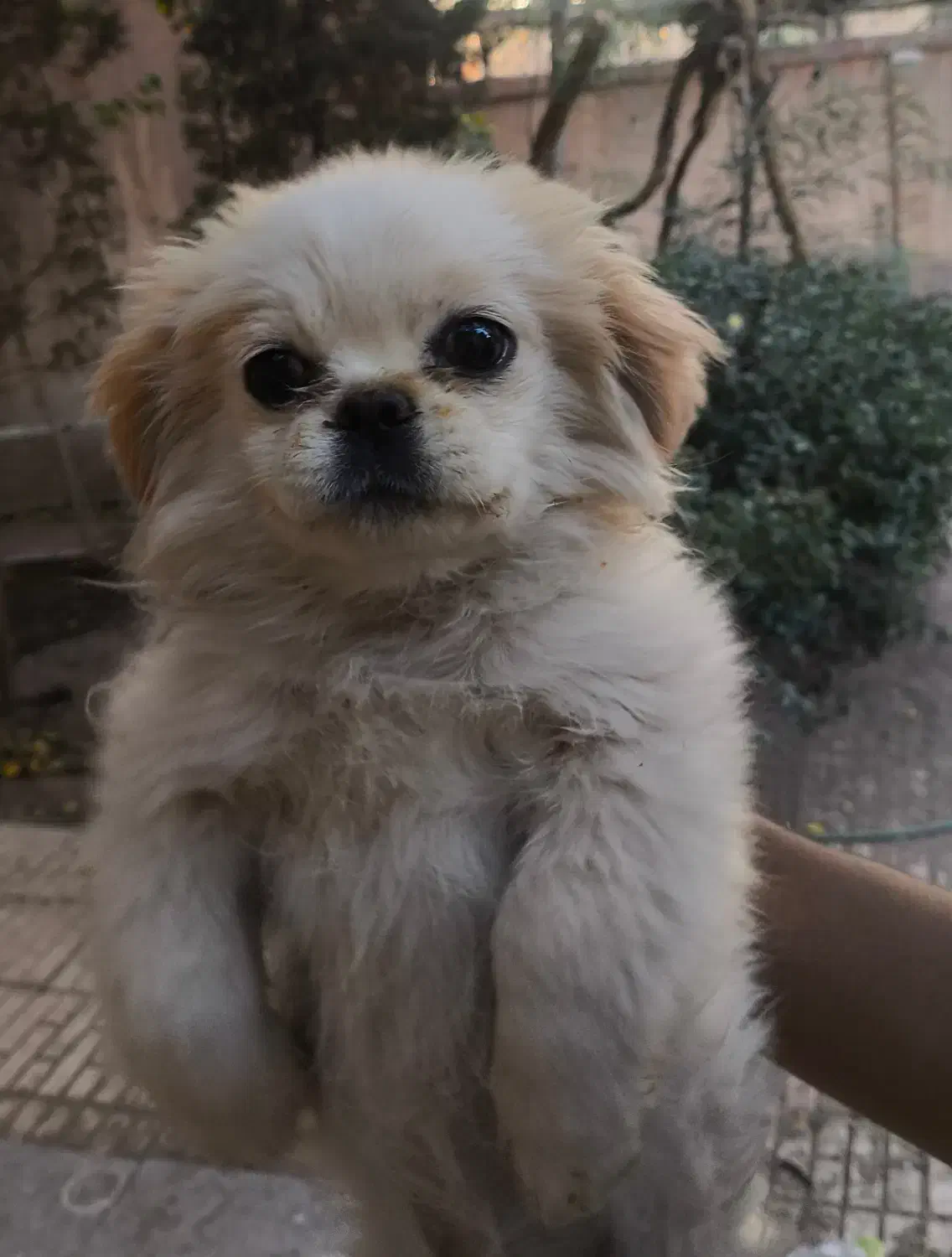 توله سگ|سگ|کرمان, |دیوار