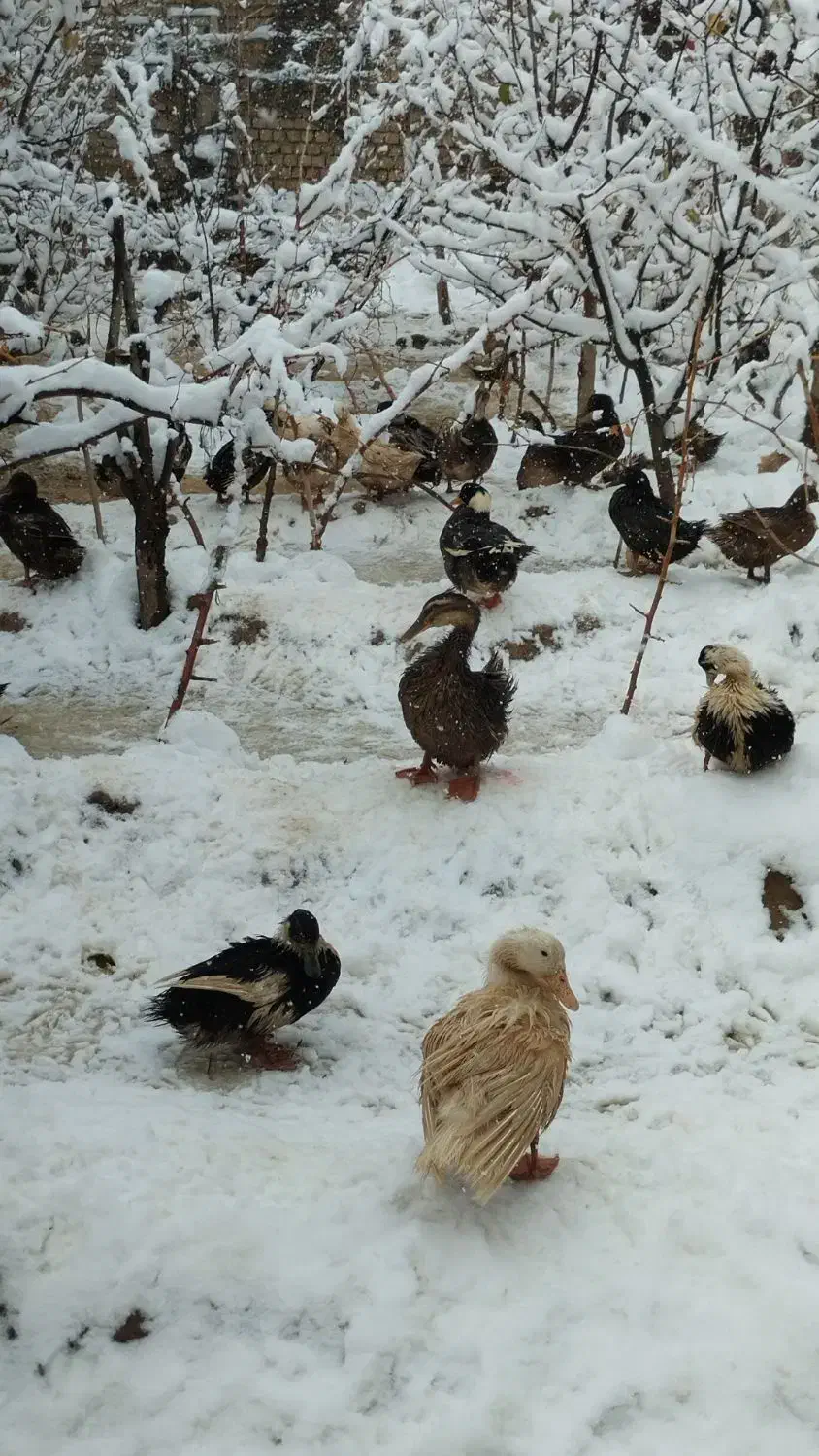 اردک|حیوانات مزرعه|تیران, |دیوار