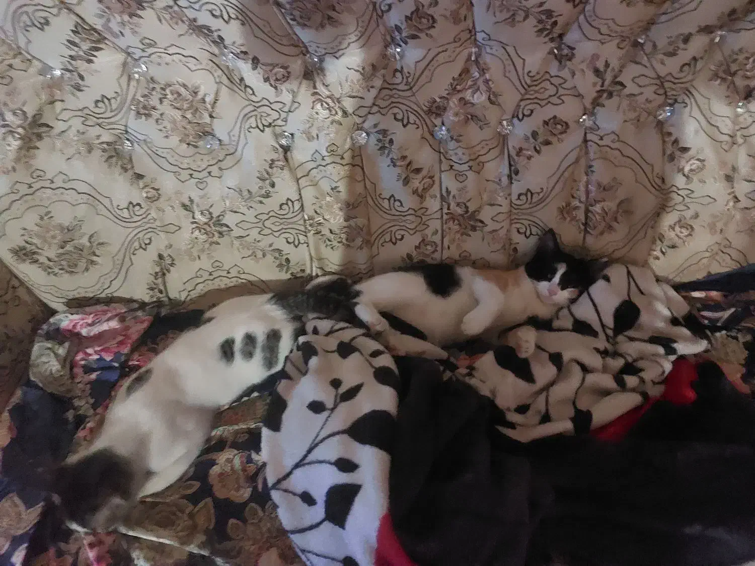 واگذاری گربه خونگی|گربه|نسیمشهر, |دیوار