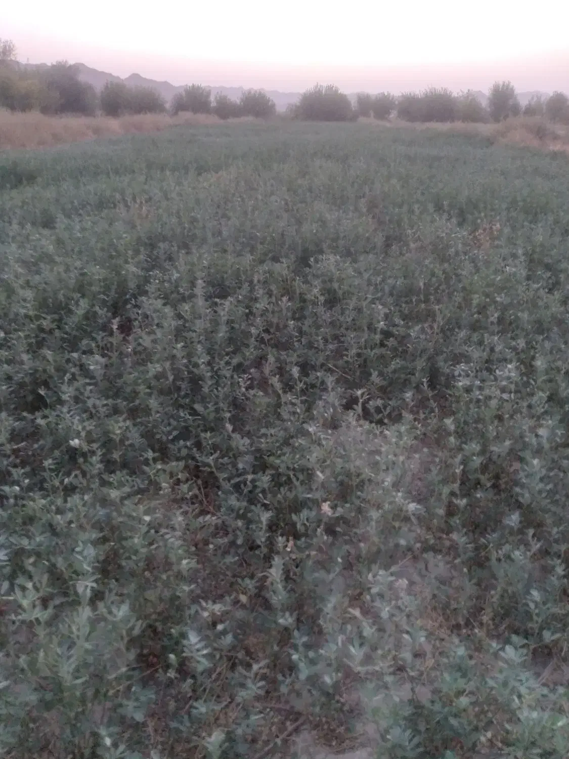 زمین یونجه|فروش زمین و ملک کلنگی|درگز, |دیوار