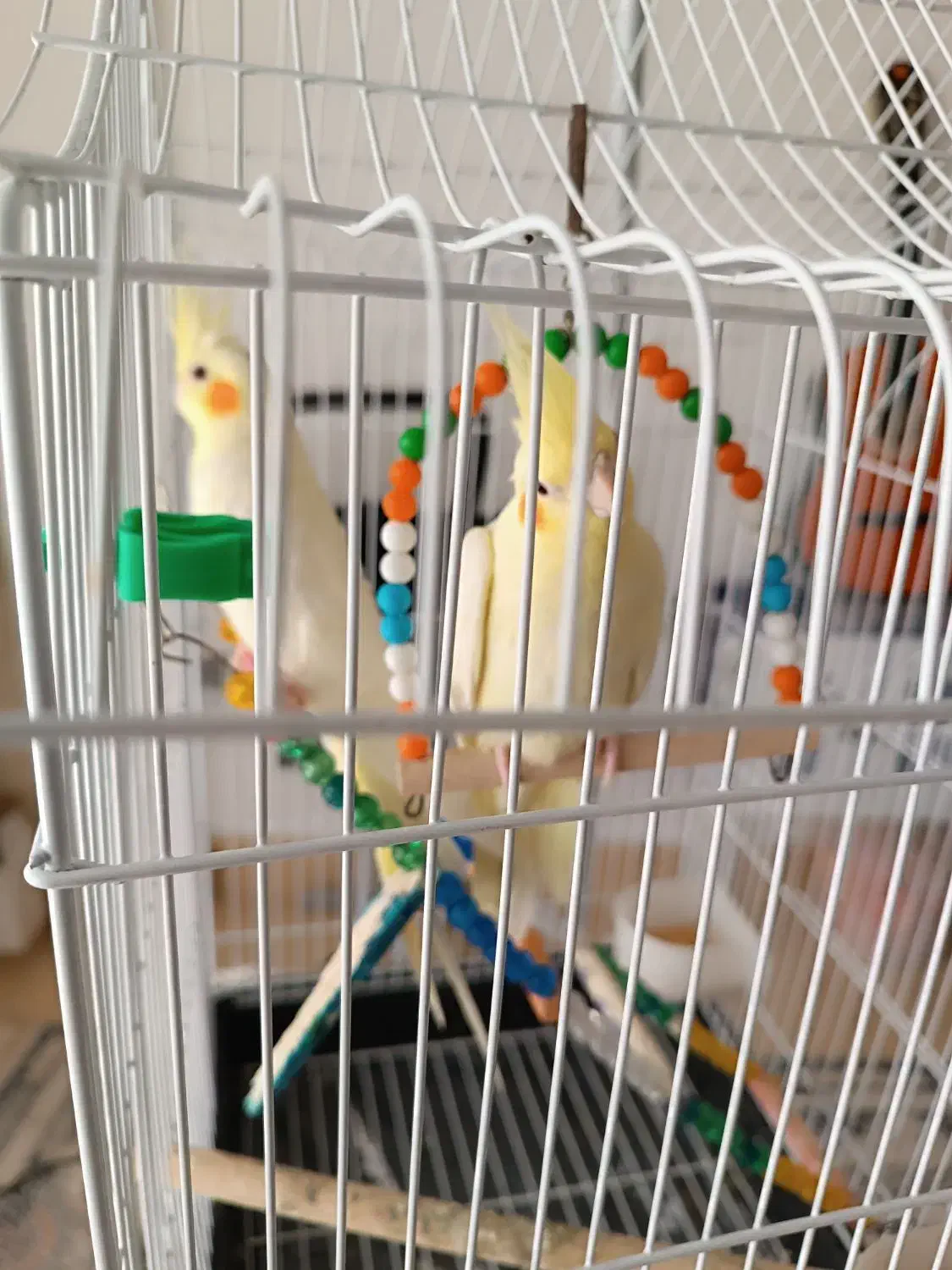 عروس هلندی|پرنده|کردکوی, |دیوار