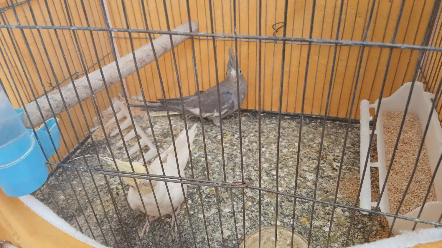 عروس هلندی|پرنده|سمیرم, |دیوار