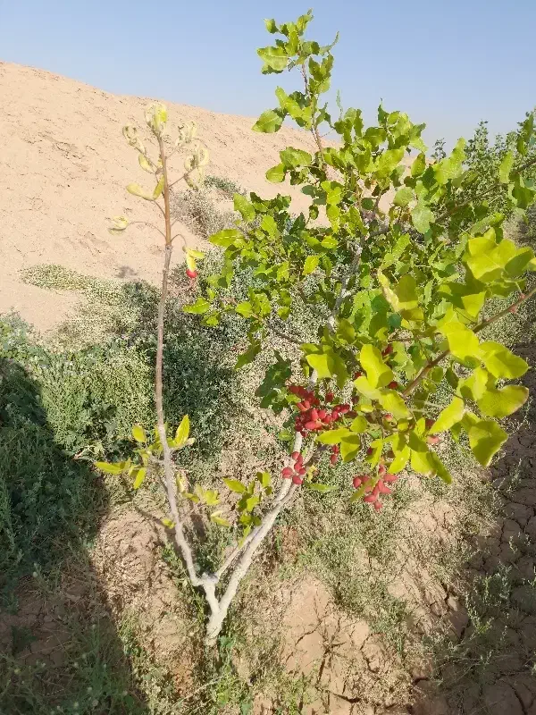 زمین کشاورزی  وباغی|فروش دفتر صنعتی، کشاورزی، تجاری|حبیب آباد, |دیوار