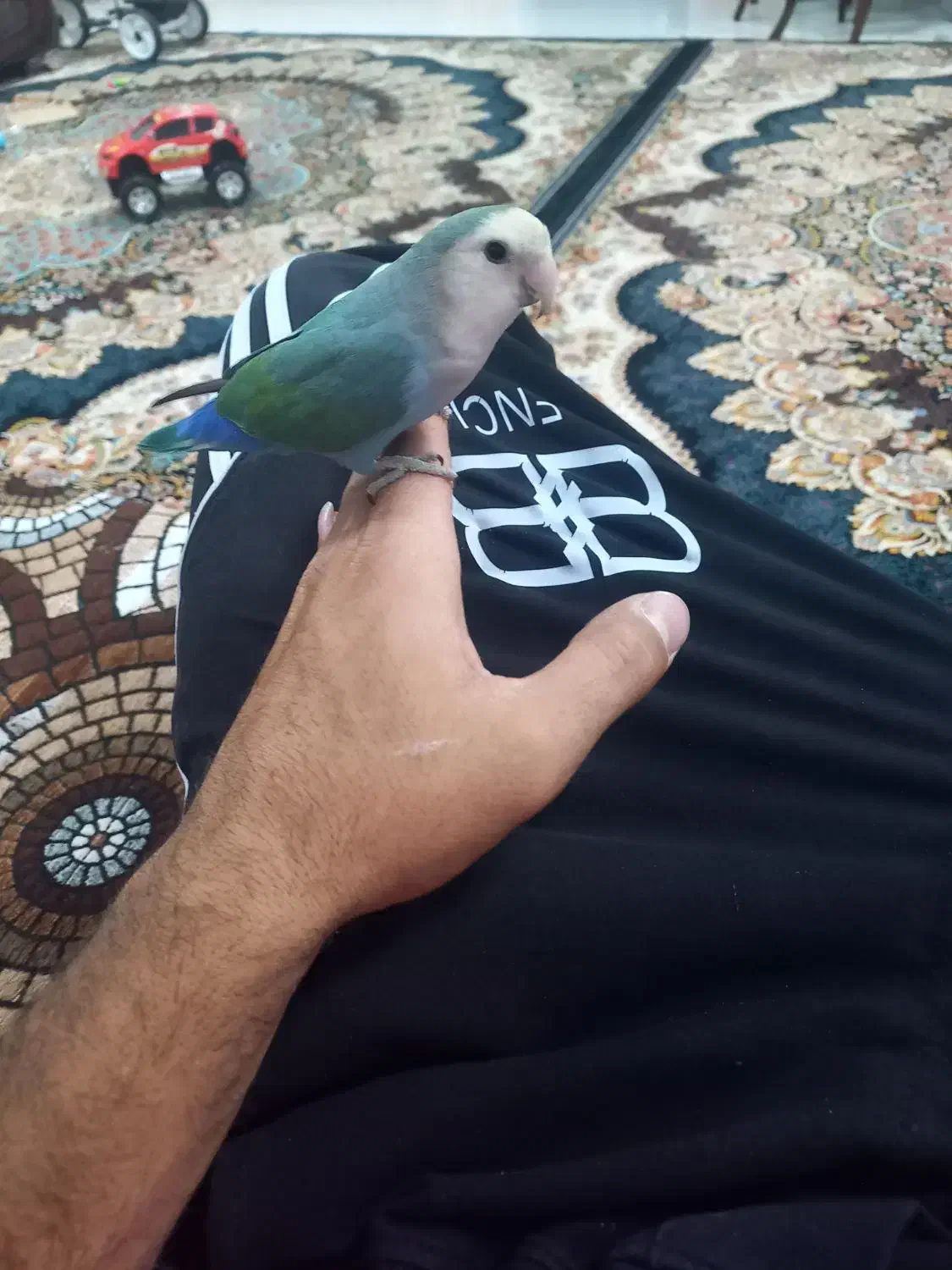 طوطی برزیلی|پرنده|صدرا-فارس, فاز ۲|دیوار