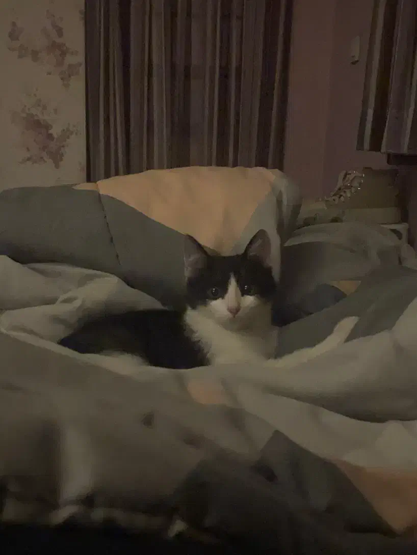 واگذاری گربه|گربه|شیراز, ارم|دیوار