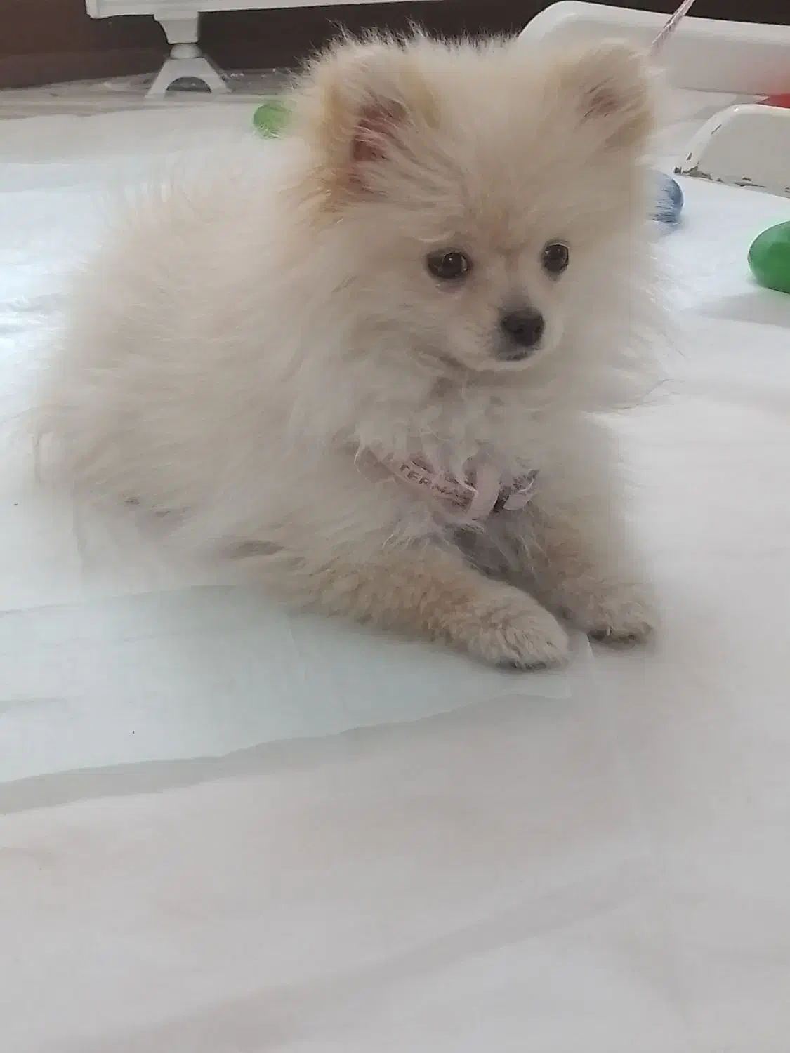 سگ پامر|سگ|تهران, بیسیم|دیوار