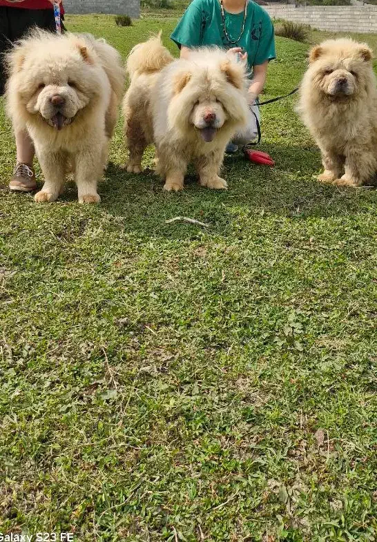 توله چاوچاواصیل|سگ|تهران, جردن|دیوار