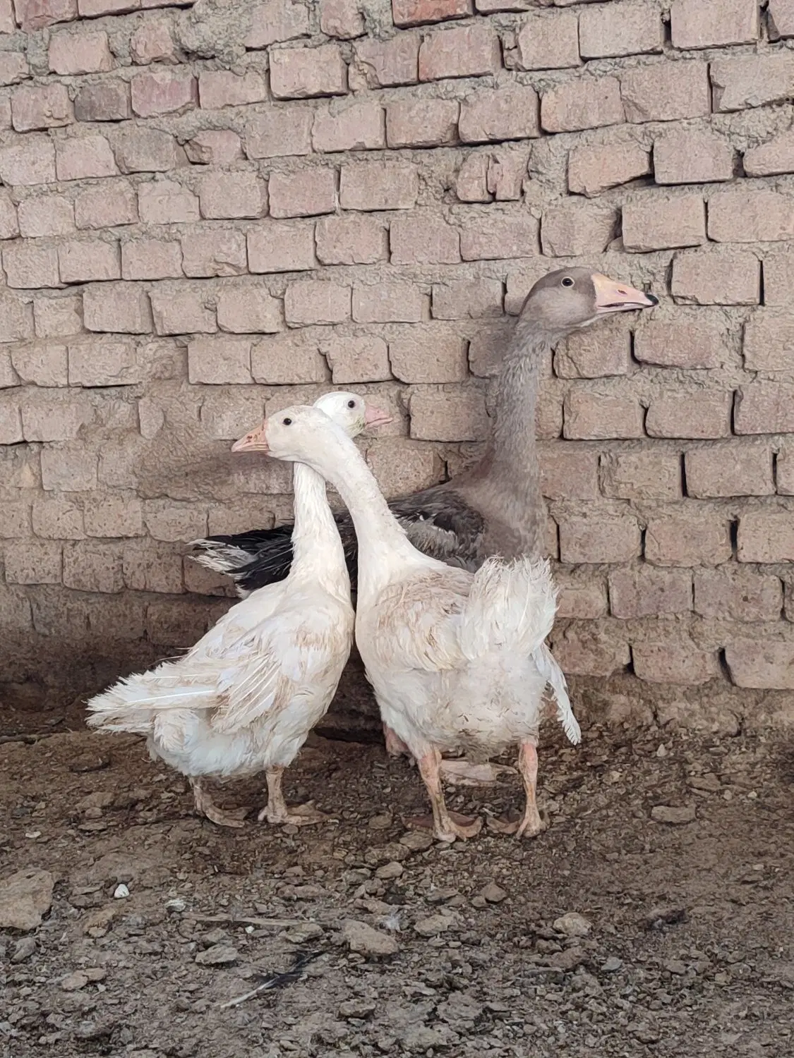 غاز|حیوانات مزرعه|زاهدان, |دیوار