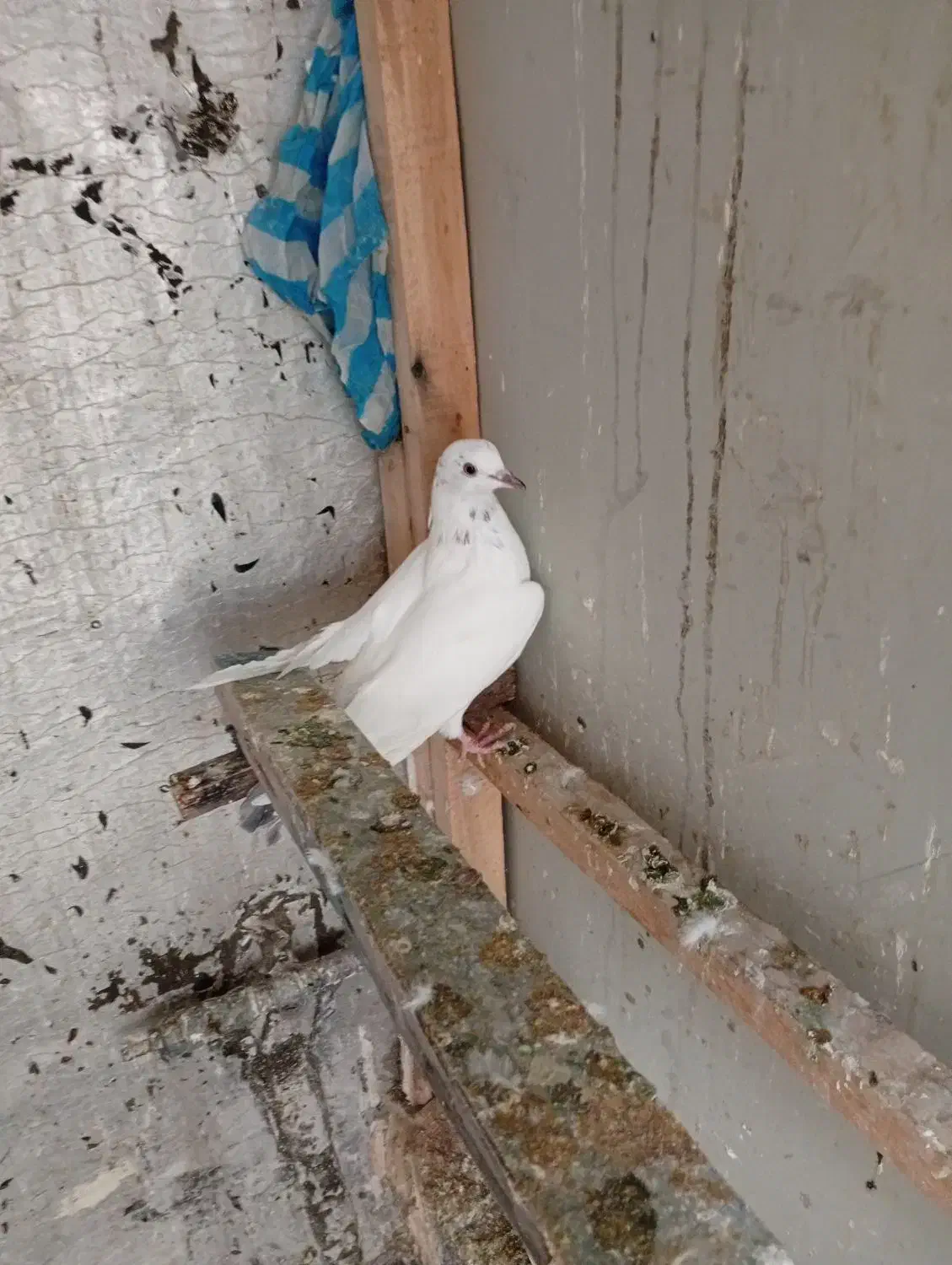 کبوتر|پرنده|نقده, |دیوار