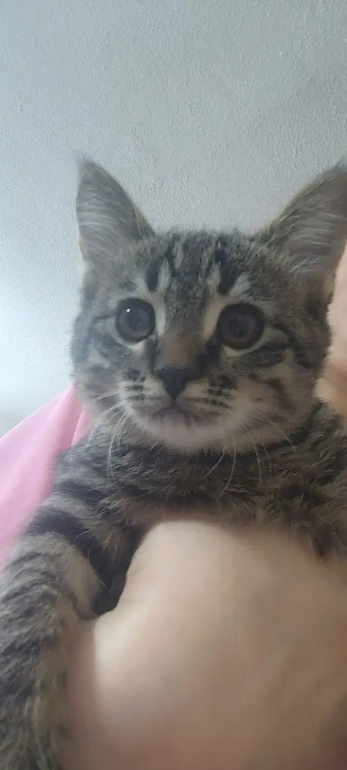 واگذاری گربه|گربه|صدرا-فارس, فاز ۲|دیوار