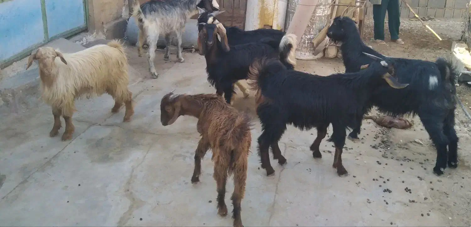 فروش حیوان|حیوانات مزرعه|بوشکان, |دیوار