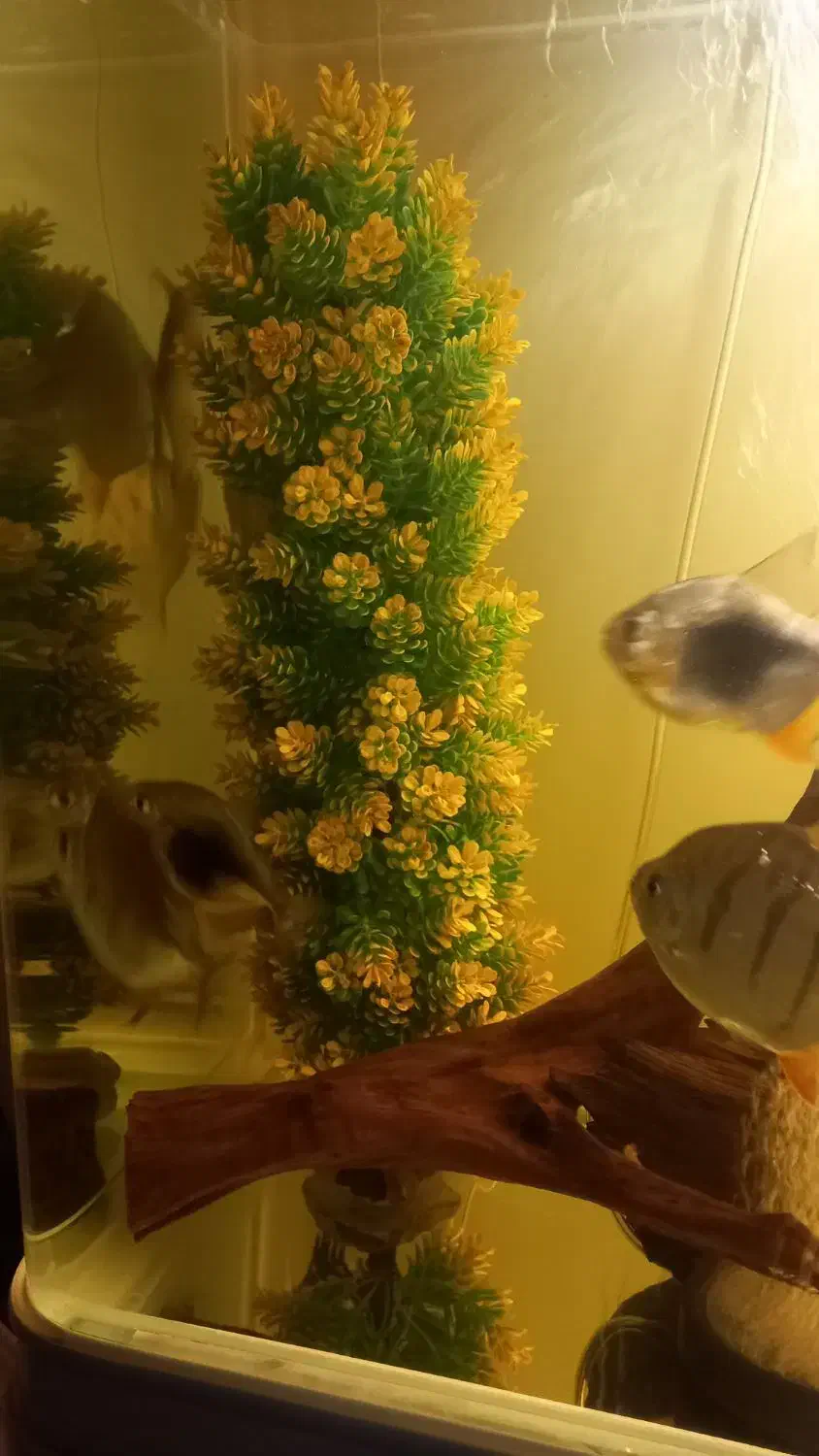 دالر بلک‌بری وبلک بار|ماهی|اصفهان, ملاصدرا|دیوار