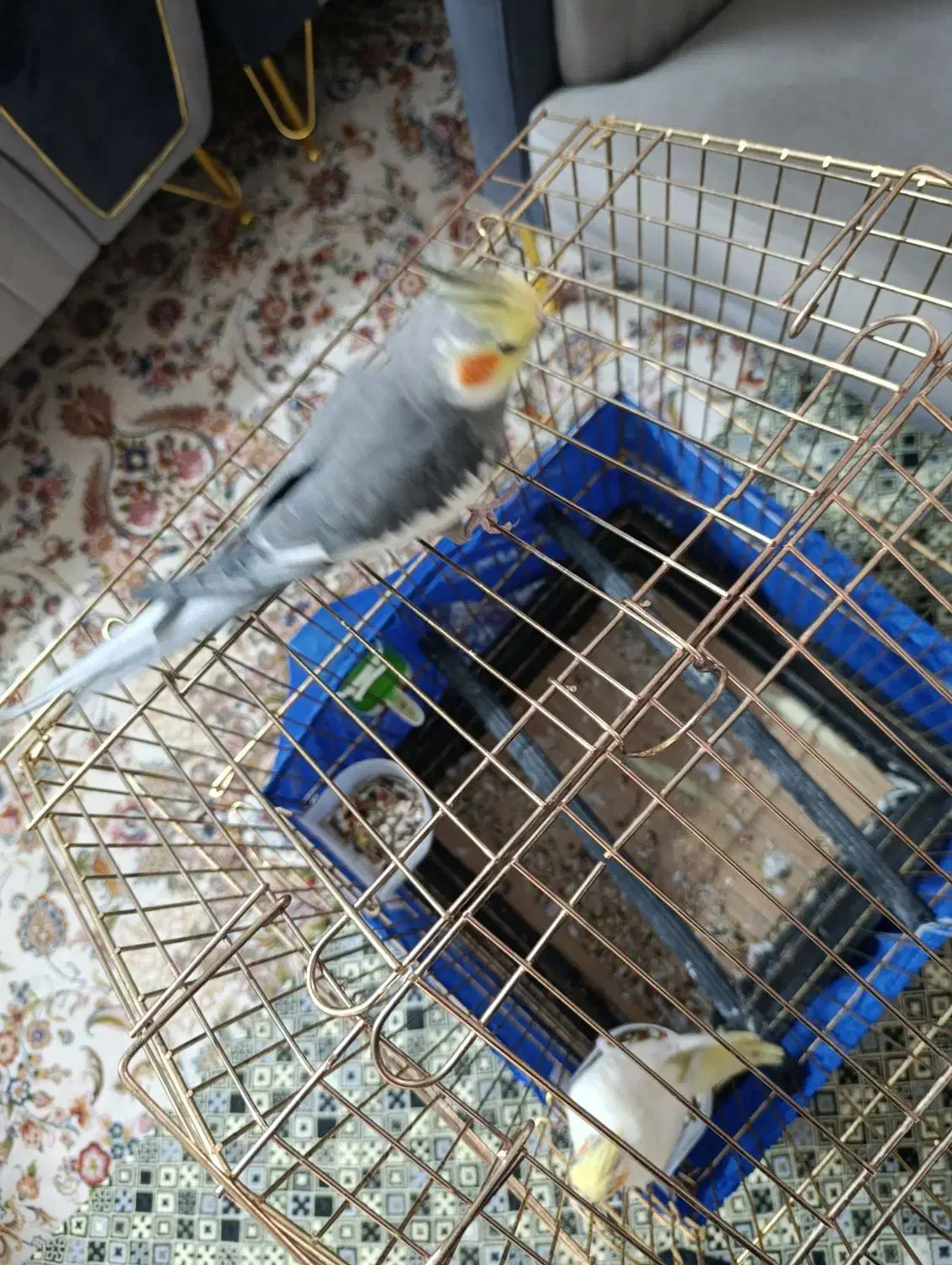 عروس هلندی مولد سخن گو|پرنده|پاکدشت, خاتون آباد|دیوار