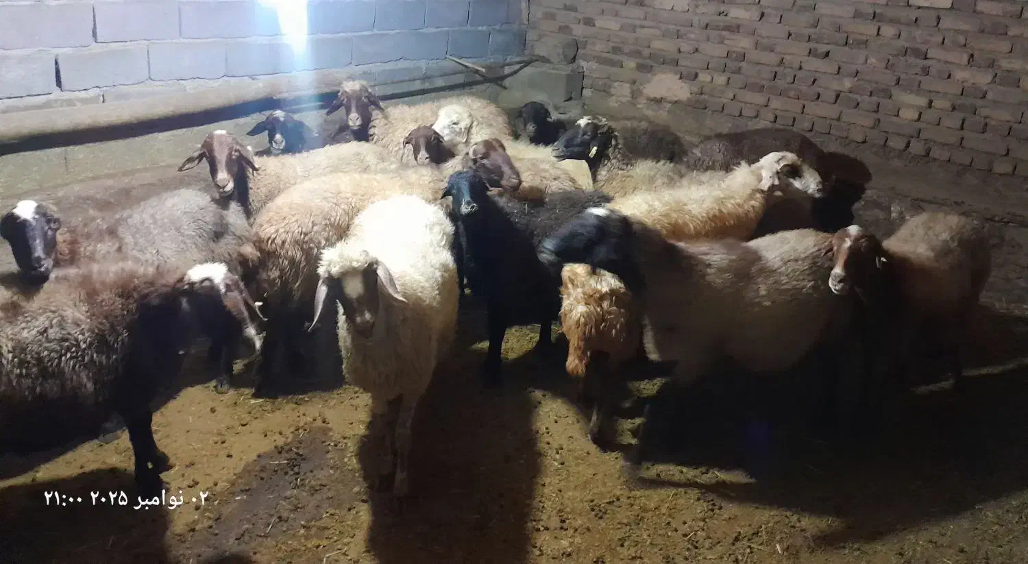 ۲۰راس گوسفند داشتی ابستن|حیوانات مزرعه|دهگلان, |دیوار
