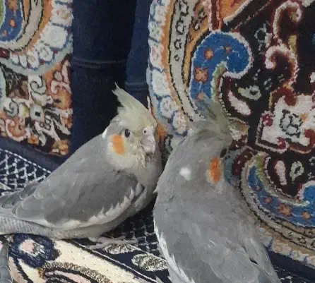 گمشده|حیوانات|قم, زنبیل آباد|دیوار