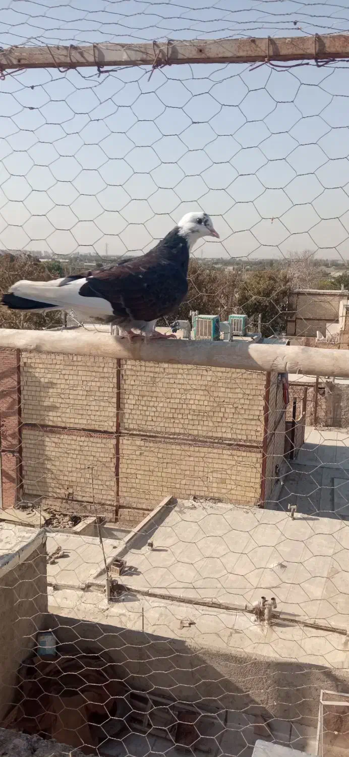 کبوتر4تایجایی 400|پرنده|رباط‌کریم, رباط‌کریم|دیوار