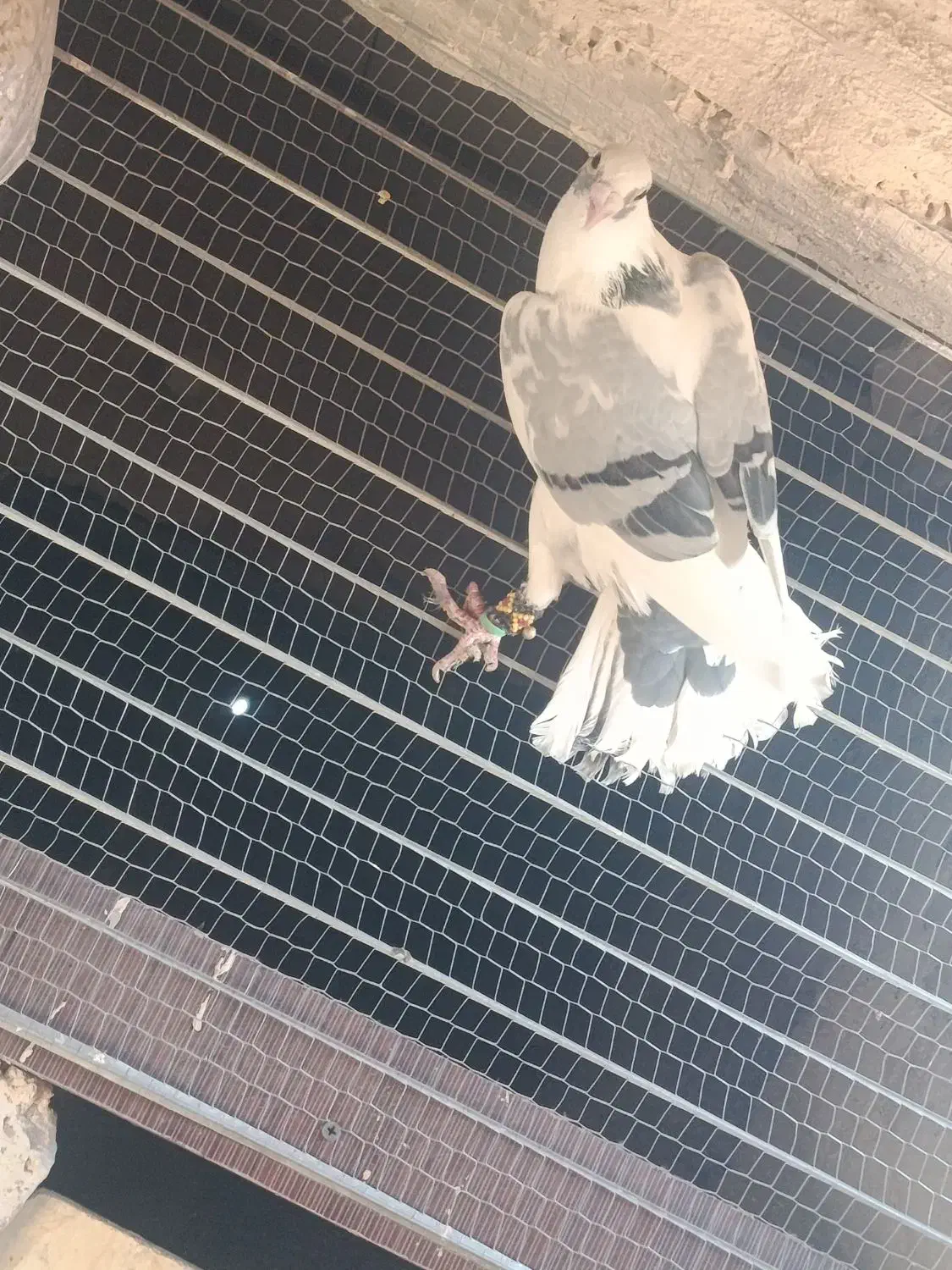 پنج تا کفتر هوایی قلدور|پرنده|فرح دشت, |دیوار