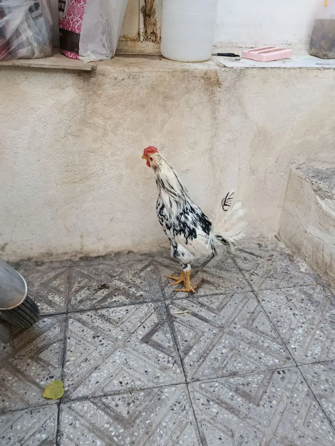 خروس گلین|حیوانات مزرعه|سنندج, |دیوار